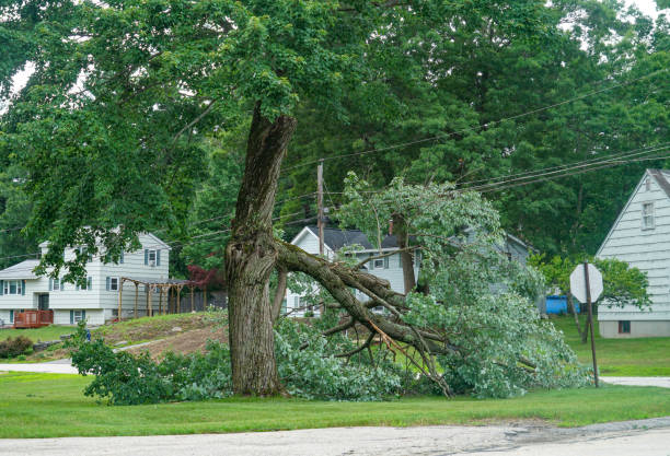 Tree Root Removal in Isle Of Hope, GA